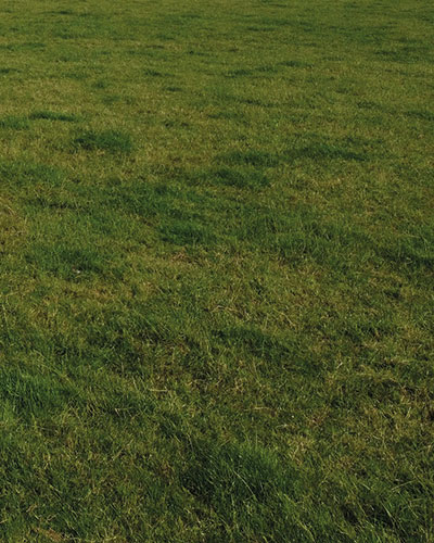 TBM Rear mounted mower